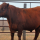 Solid Rock Red Angus Bulls Available at Cross Diamond Cattle Annual Production Sale